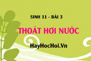 Thoát hơi nước là gì? Vai trò của thoát hơi nước? Thoát hơi nước qua lá và các tác nhân ảnh hưởng - Sinh 11 bài 3